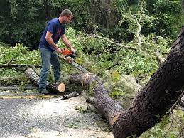 How Our Tree Care Process Works  in  Wolcott, IN