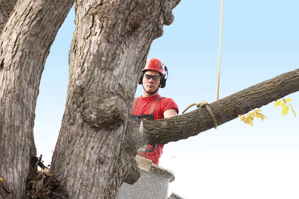 Best Tree Maintenance Programs  in Wolcott, IN